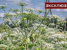 Юрист: дроны помогут бороться с неплательщиками налогов на землю