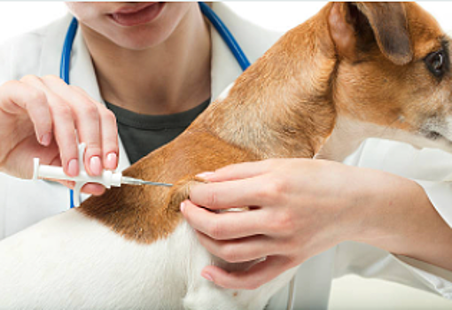 Мобильный пункт вакцинации животных откроется на Краснодонской