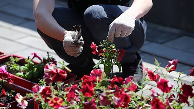 Свежая палитра красок и цветов: крокусы, тюльпаны и нарциссы уже украсили клумбы на улицах, в парках и дворах столицы