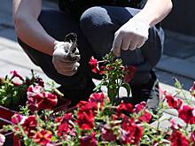 Свежая палитра красок и цветов: крокусы, тюльпаны и нарциссы уже украсили клумбы на улицах, в парках и дворах столицы