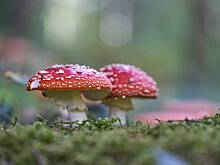 Петербуржец переел мухоморов и попал в больницу