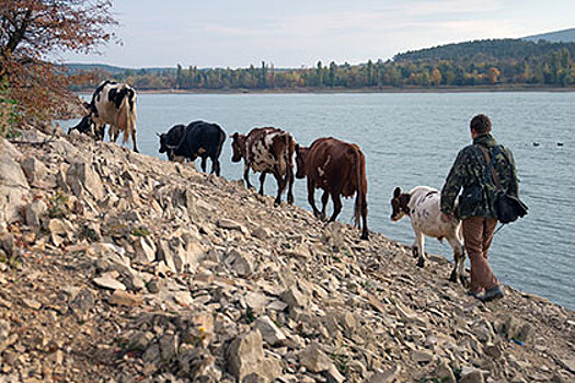 В крымском Красноперекопске запретили водить коров по улицам