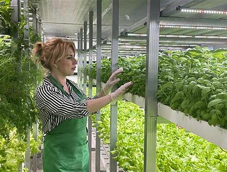 Самарская экоферма зелени наращивает объемы производства с использованием отечественных семян и удобрений