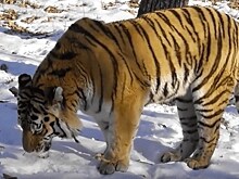 Британский журналист Грэм Филлипс снял фильм о тигре Амуре из приморского Сафари-парка