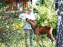 Двух лосят-сирот спасли в Нижегородской области