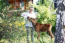 Двух лосят-сирот спасли в Нижегородской области