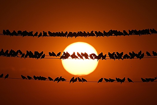 Заставит ли птиц петь по-другому меняющийся климат