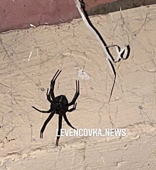 Смертельно опасных пауков заметили в Ростове