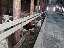 Ферму для крупного-рогатого скота мясного направления открыли в Осинском районе