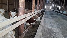 Ферму для крупного-рогатого скота мясного направления открыли в Осинском районе