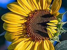 Анализ масложировой индустрии: тренды, перспективы и возможности для развития бизнеса