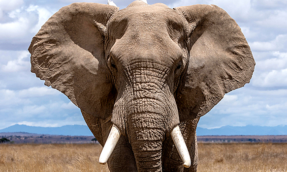 350 слонов таинственно погибли