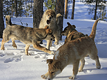 В Новом Уренгое усиливают меры борьбы с безнадзорными животными