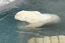 Самомассаж раненого медведя Диксона в бассейне попал на видео