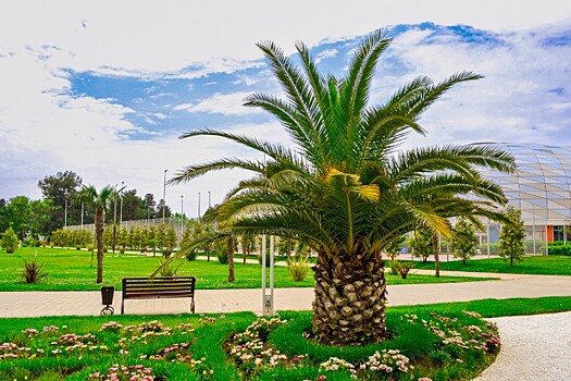 Власти Сочи выделили сотни млн рублей для защиты пальм и магнолий от холодов