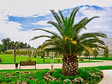 Власти Сочи выделили сотни млн рублей для защиты пальм и магнолий от холодов