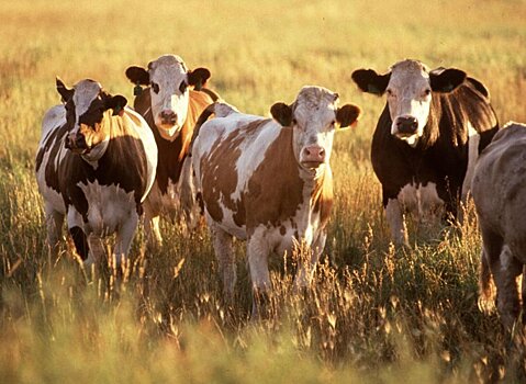 В Челябинской области увеличилось производство мяса и молока