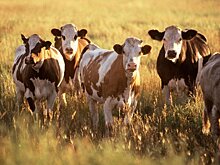 В Челябинской области увеличилось производство мяса и молока
