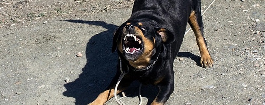 Под Новосибирском ротвейлер искусал двух девочек