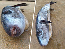 В Англии на берег выкинуло ядовитую рыбу, способную убить 30 взрослых людей