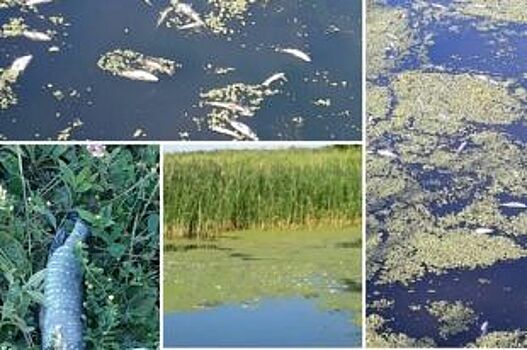 Виновных в загрязнении реки Цна в Тамбове оштрафуют на 10 млн руб