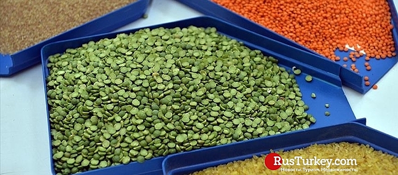 Турецкий экспорт зернобобовых и масличных достиг рекордных $7 млрд