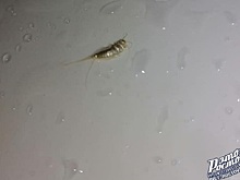 Страшно умываться: ростовчанку испугало насекомое в раковине