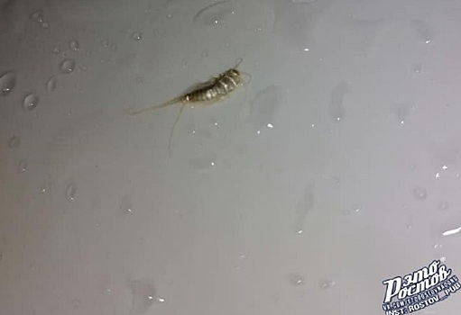 Страшно умываться: ростовчанку испугало насекомое в раковине