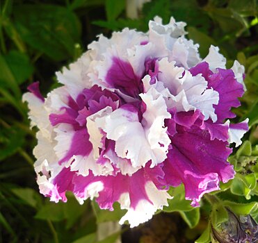 Петунии: необычные сорта для тех, кто хочет экзотики