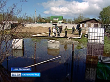 В Янтарном дачники могут остаться без урожая