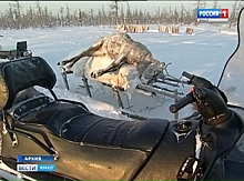 Омские студенты-аграрии помогут привить оленей на Ямале от сибирской язвы