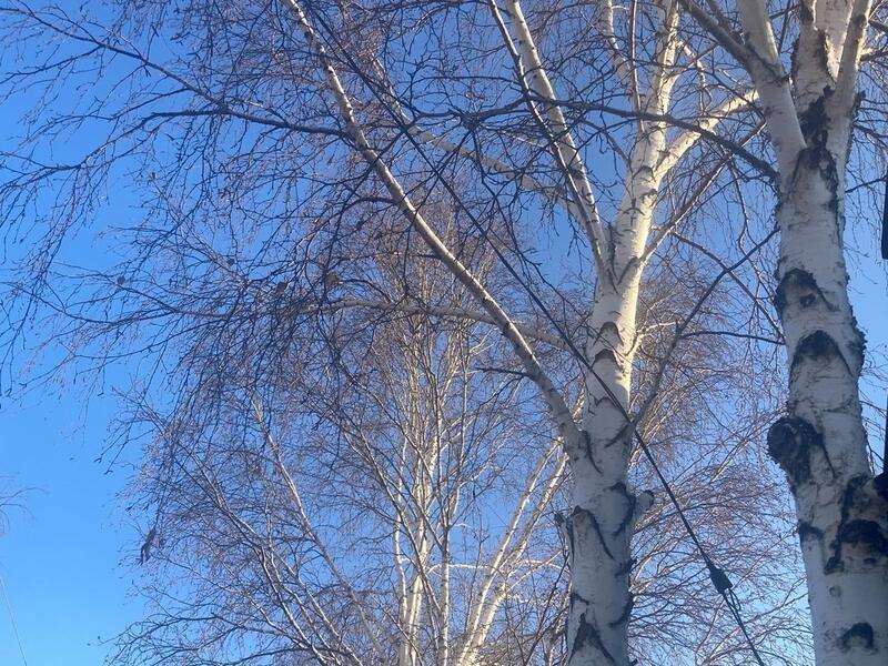 Незаконный спил деревьев обернулся для жителя Улетовского района уголовкой