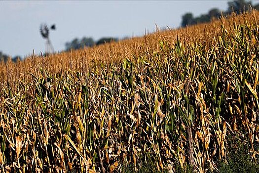 В Госдуме назвали условие возвращения России в зерновую сделку