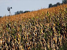 В Госдуме назвали условие возвращения России в зерновую сделку