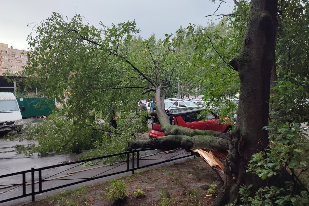 В Петербурге рассказали о количестве поваленных ураганом деревьев