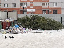 Волгоградец смог предложить землякам решение, куда деть новогодние ёлки