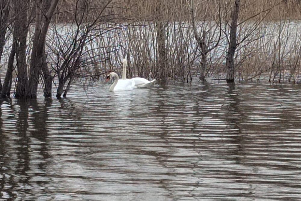 На уфимском озере поселилась пара белых лебедей
