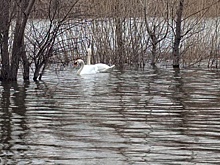 На уфимском озере поселилась пара белых лебедей