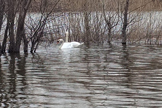 На уфимском озере поселилась пара белых лебедей