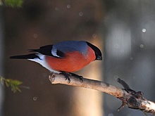 Лесничий в Подмосковье спас снегиря