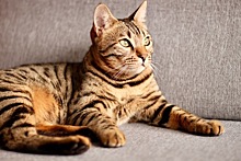 Пятнадцать усатых мордашек: фотоподборка ко Дню кошек от читателей "Клопс"