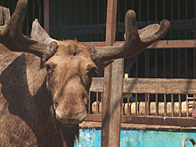 Прет, как лось: в Санкт-Петербурге и области животные стали чаще попадать в ДТП