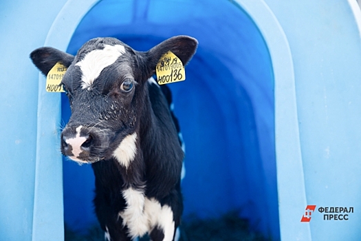 Тюменские фермеры расправились с животными, чтобы скрыть их болезнь