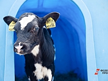 Тюменские фермеры расправились с животными, чтобы скрыть их болезнь