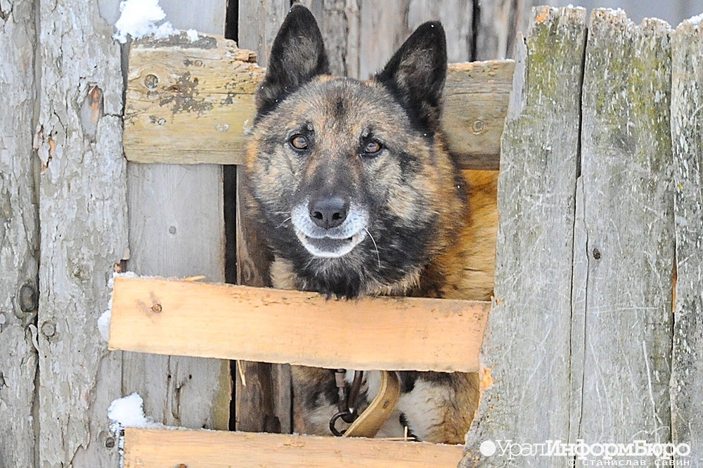 Следственный комитет проверит работу чиновников на Урале из-за бродячих собак