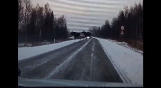 Лоси терроризируют водителей в Костромской области