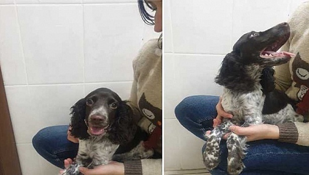 В Новосибирске врач-ветеринар забрала избитого живодеркой щенка