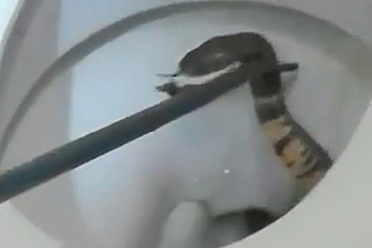 Плюющаяся кобра спряталась в унитазе и подстерегла пятилетнюю девочку