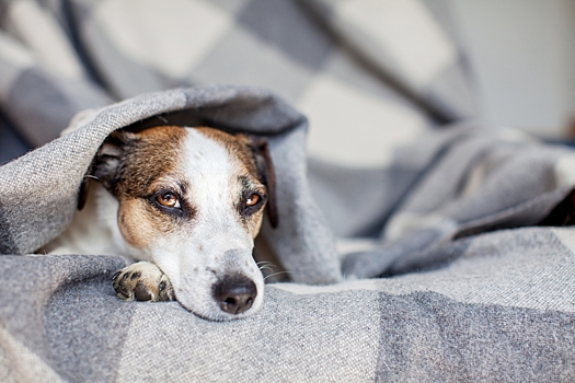 Сердечный приступ у собаки – симптомы инфаркта и первая помощь