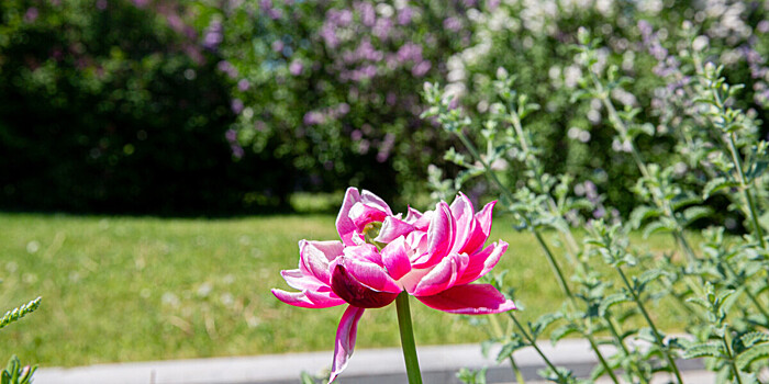 Британские ученые нашли 33 региона на Земле, где могут существовать тысячи неизвестных науке видов растений